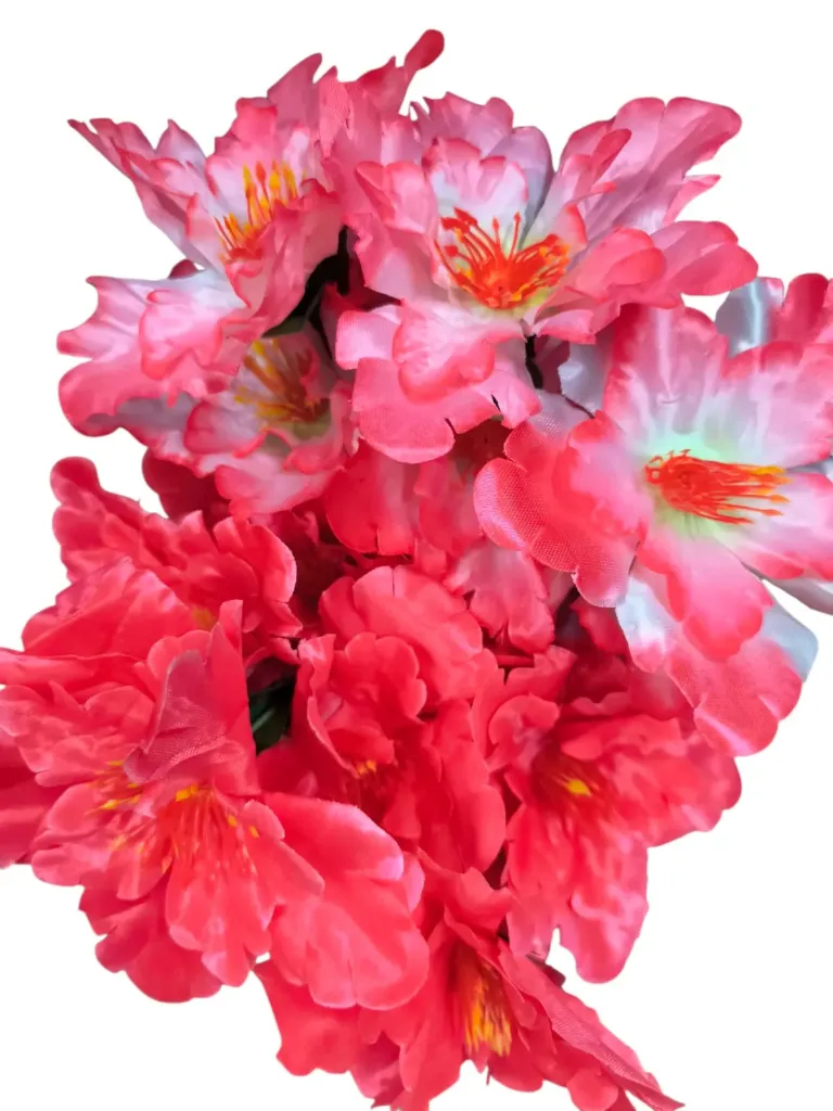 RAMOS CAMELIA